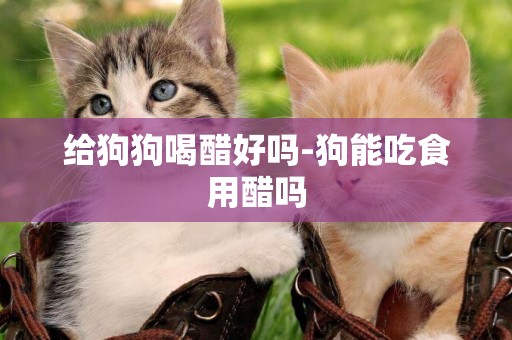 給狗狗喝醋好嗎-狗能吃食用醋嗎