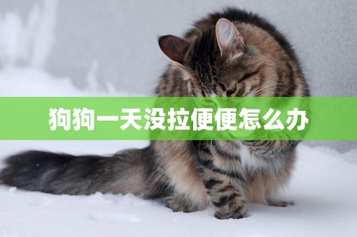狗狗一天沒拉便便怎么辦