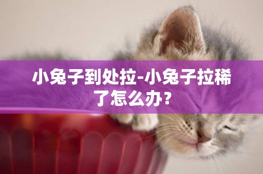 小兔子到處拉-小兔子拉稀了怎么辦？