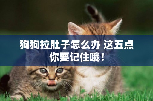 狗狗拉肚子怎么辦 這五點你要記住哦！