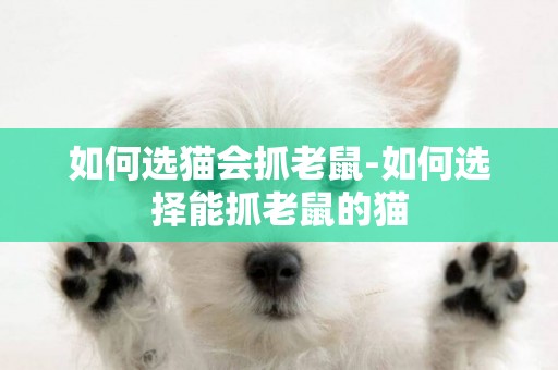 如何選貓會抓老鼠-如何選擇能抓老鼠的貓
