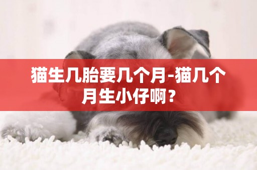 貓生幾胎要幾個月-貓幾個月生小仔啊？