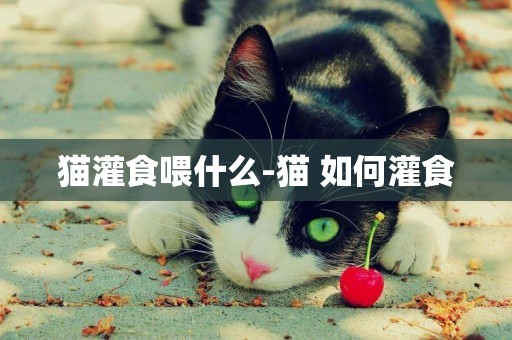 貓灌食喂什么-貓 如何灌食