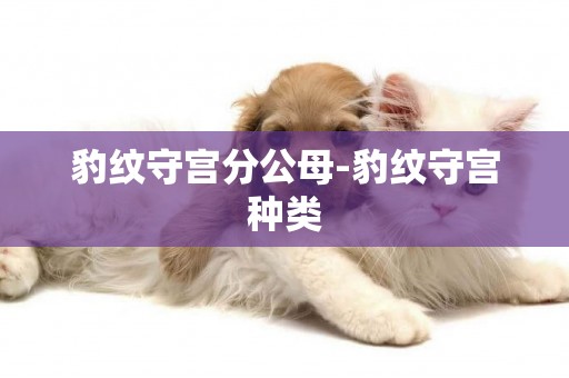 豹紋守宮分公母-豹紋守宮種類