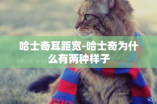 哈士奇耳距寬-哈士奇為什么有兩種樣子