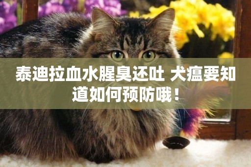 泰迪拉血水腥臭還吐 犬瘟要知道如何預防哦！