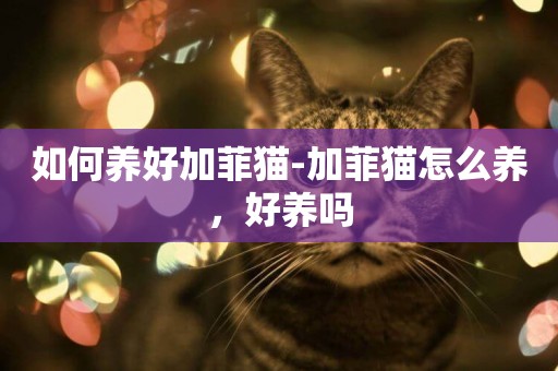如何養好加菲貓-加菲貓怎么養，好養嗎
