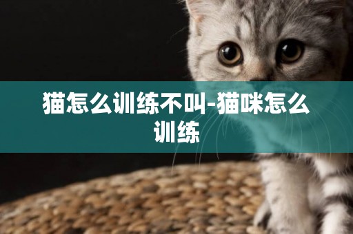 貓怎么訓練不叫-貓咪怎么訓練