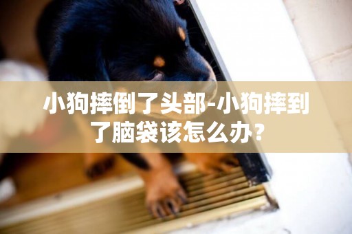 小狗摔倒了頭部-小狗摔到了腦袋該怎么辦？