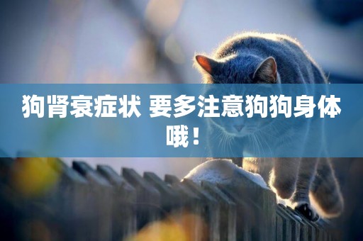 狗腎衰癥狀 要多注意狗狗身體哦！