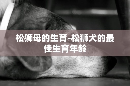 松獅母的生育-松獅犬的最佳生育年齡