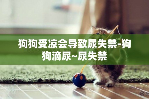 狗狗受涼會導致尿失禁-狗狗滴尿~尿失禁