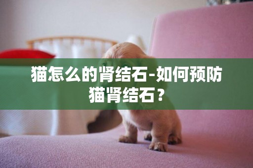 貓怎么的腎結石-如何預防貓腎結石？