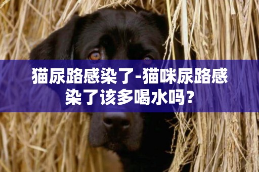 貓尿路感染了-貓咪尿路感染了該多喝水嗎？
