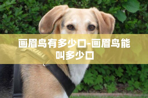 畫眉鳥有多少口-畫眉鳥能叫多少口