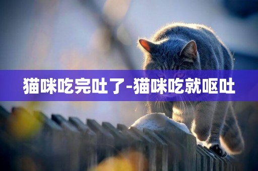 貓咪吃完吐了-貓咪吃就嘔吐