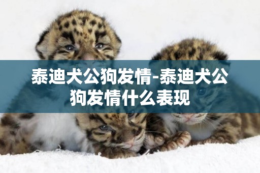 泰迪犬公狗發情-泰迪犬公狗發情什么表現