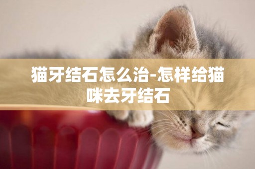 貓牙結石怎么治-怎樣給貓咪去牙結石