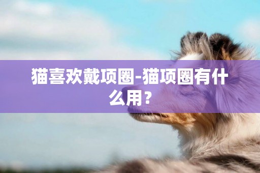 貓喜歡戴項圈-貓項圈有什么用？