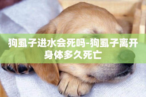狗虱子進水會死嗎-狗虱子離開身體多久死亡