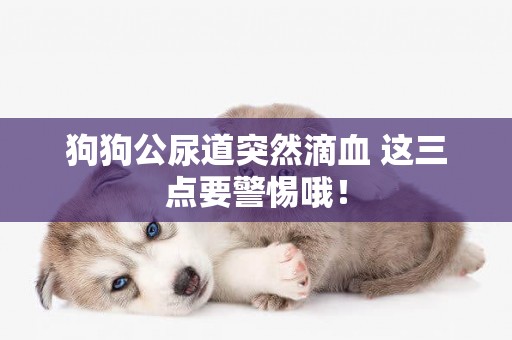 狗狗公尿道突然滴血 這三點要警惕哦！