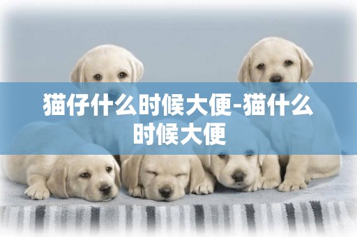 貓仔什么時候大便-貓什么時候大便