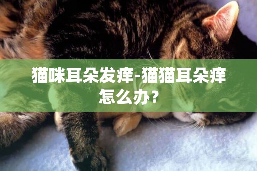 貓咪耳朵發癢-貓貓耳朵癢怎么辦？