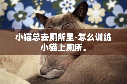 小貓總去廁所里-怎么訓練小貓上廁所。