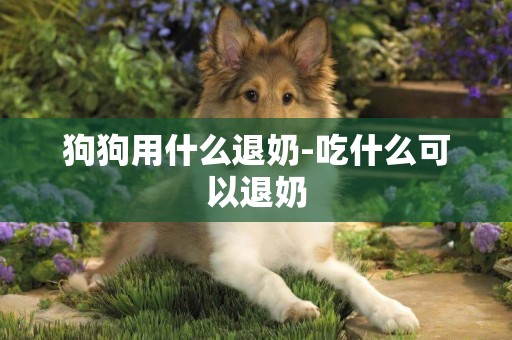 狗狗用什么退奶-吃什么可以退奶