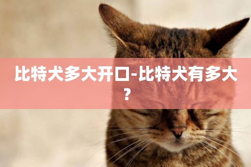 比特犬多大開口-比特犬有多大？