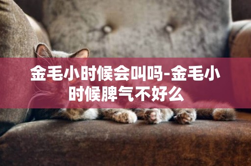 金毛小時候會叫嗎-金毛小時候脾氣不好么