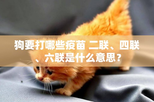 狗要打哪些疫苗 二聯、四聯、六聯是什么意思？