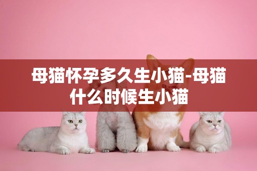 母貓懷孕多久生小貓-母貓什么時候生小貓