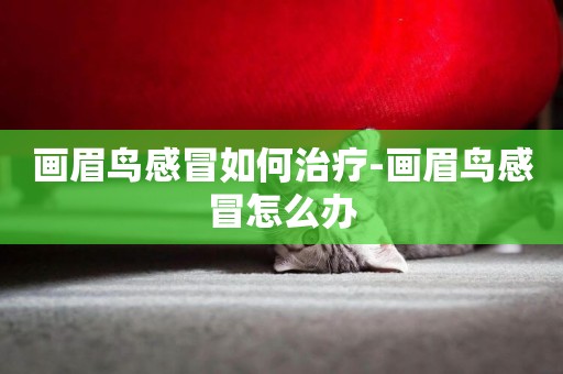 畫眉鳥感冒如何治療-畫眉鳥感冒怎么辦