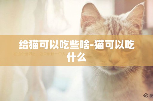 給貓可以吃些啥-貓可以吃什么