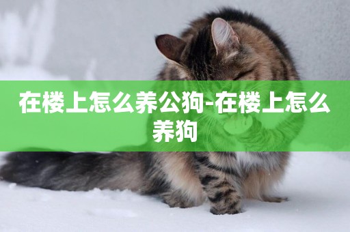 在樓上怎么養公狗-在樓上怎么養狗