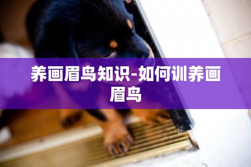 養畫眉鳥知識-如何訓養畫眉鳥