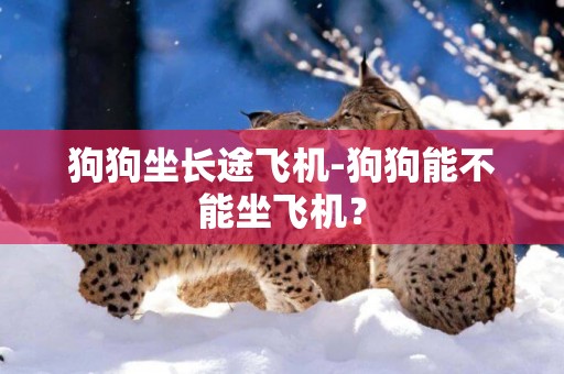 狗狗坐長途飛機-狗狗能不能坐飛機？