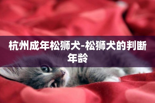 杭州成年松獅犬-松獅犬的判斷年齡