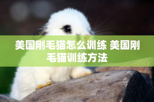 美國剛毛貓怎么訓練 美國剛毛貓訓練方法