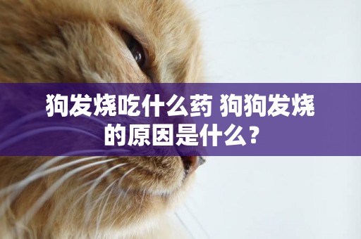 狗發燒吃什么藥 狗狗發燒的原因是什么？