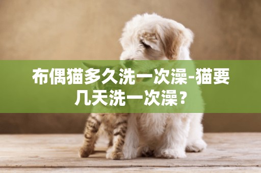 布偶貓多久洗一次澡-貓要幾天洗一次澡？