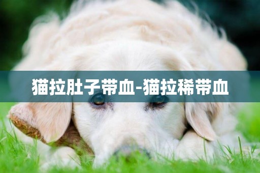 貓拉肚子帶血-貓拉稀帶血