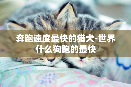 奔跑速度最快的獵犬-世界什么狗跑的最快