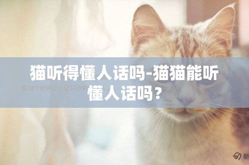 貓聽得懂人話嗎-貓貓能聽懂人話嗎？