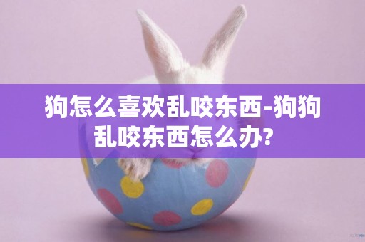 狗怎么喜歡亂咬東西-狗狗亂咬東西怎么辦?
