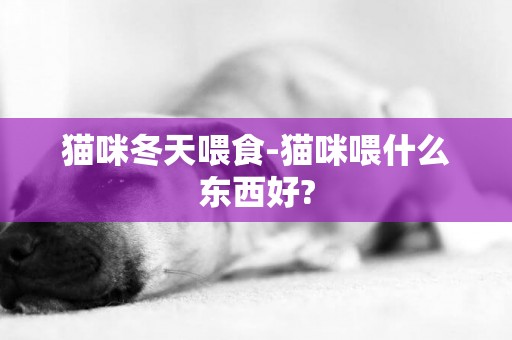 貓咪冬天喂食-貓咪喂什么東西好?