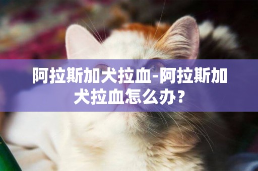 阿拉斯加犬拉血-阿拉斯加犬拉血怎么辦？