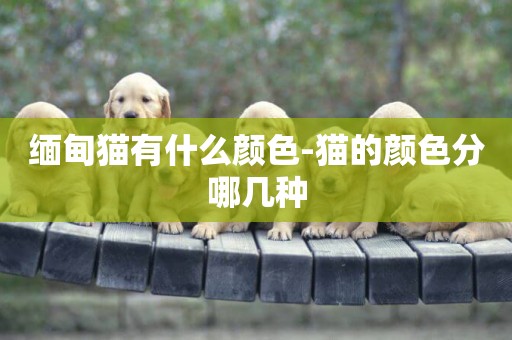 緬甸貓有什么顏色-貓的顏色分哪幾種