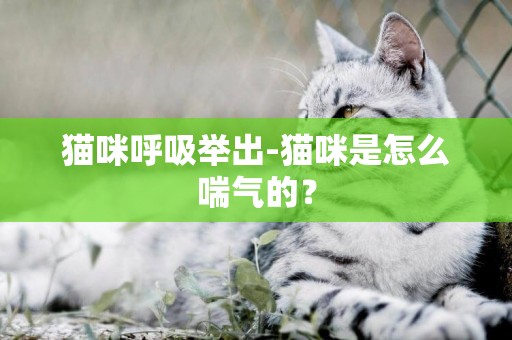 貓咪呼吸舉出-貓咪是怎么喘氣的？